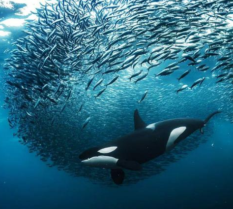 OBP趋海塑料认证对海洋垃圾回收海洋边界来源归类标准
