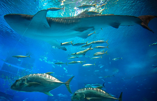 OBP海洋塑料对海洋颗粒回收核心规划追溯标准